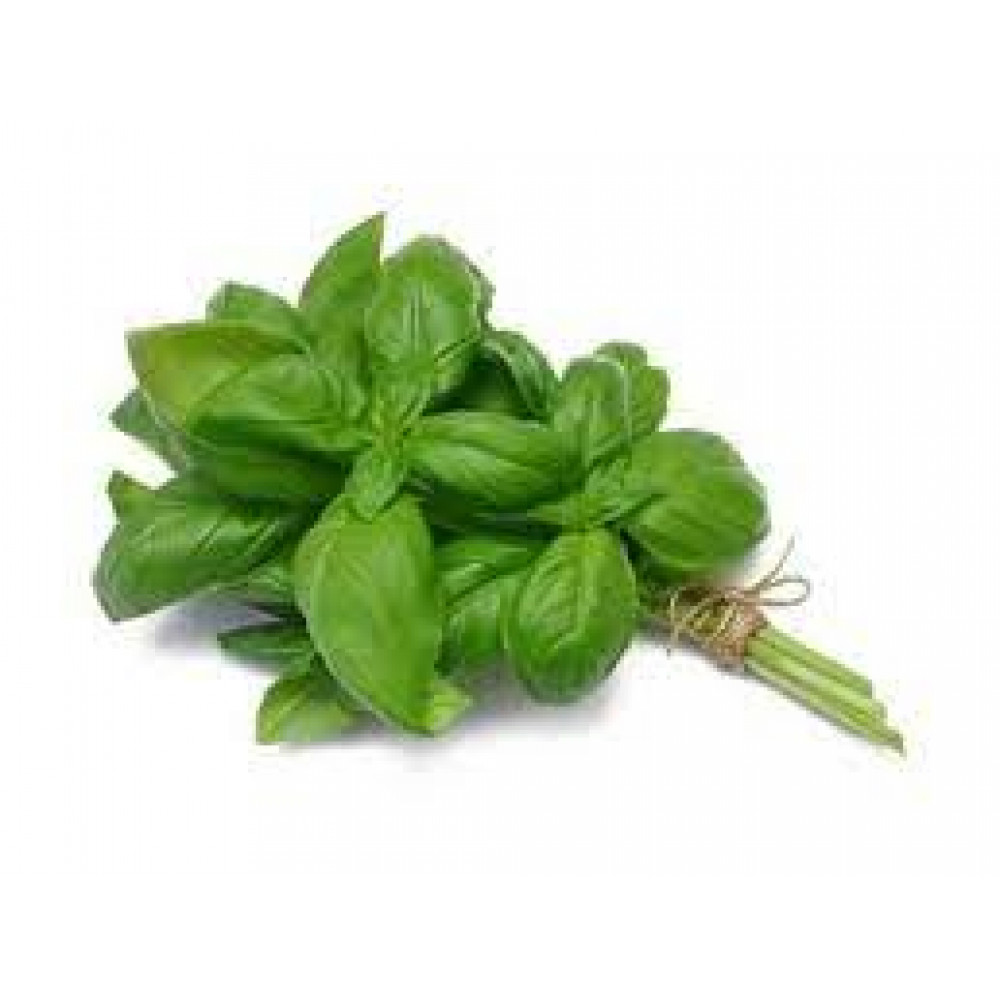GREEN LEAVES (BASIL) PCS GREEN LEAVES (BASIL) PCS