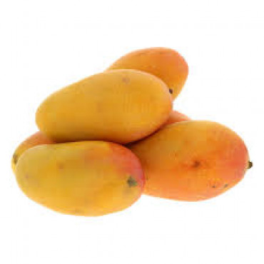 MANGO TAIMOOR EGYPT