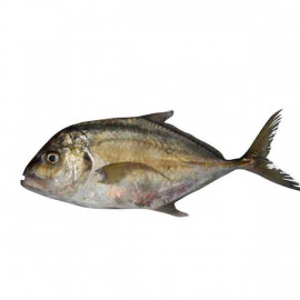 Fresh Trevally Fish Big - 1Kg (Approx)