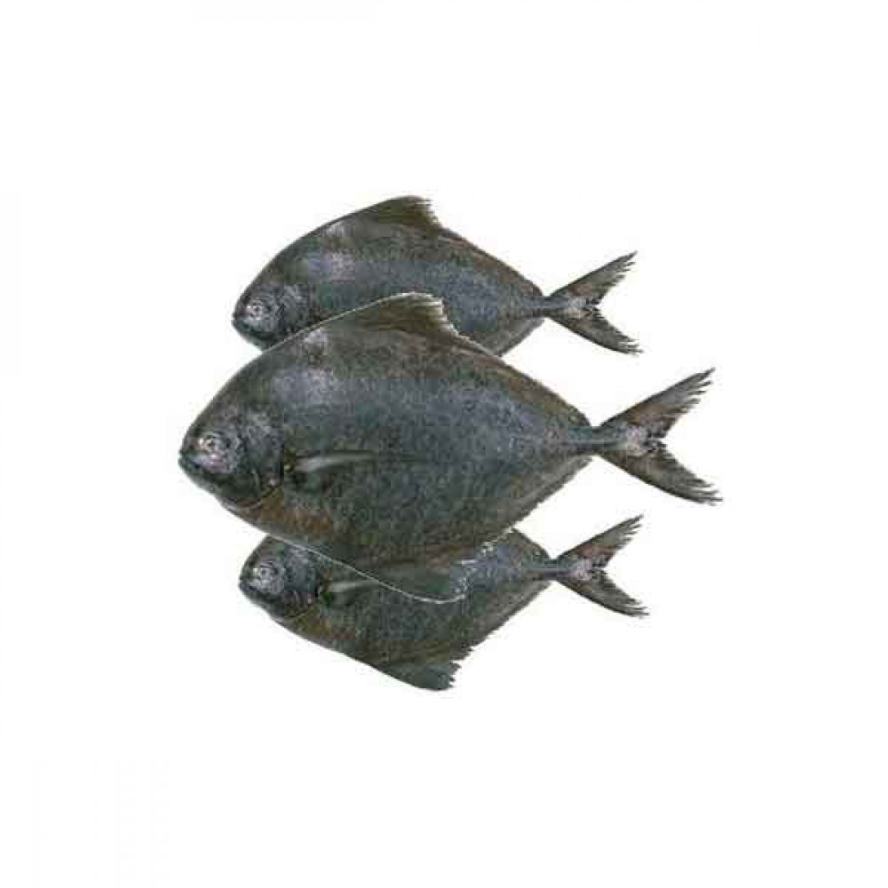 Fresh Black Pomfret Fish - 1Kg (Approx)  Fresh Black Pomfret Fish - 1Kg (Approx)