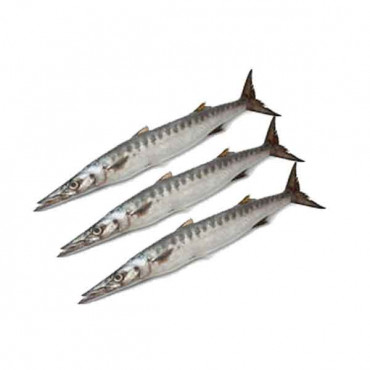 Fresh Barracuda Fish - 1Kg (Approx) 