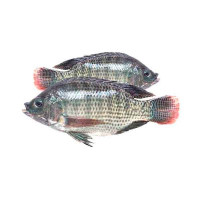 FRESH EGYPTIAN TILAPIA BIG - 1KG PKT