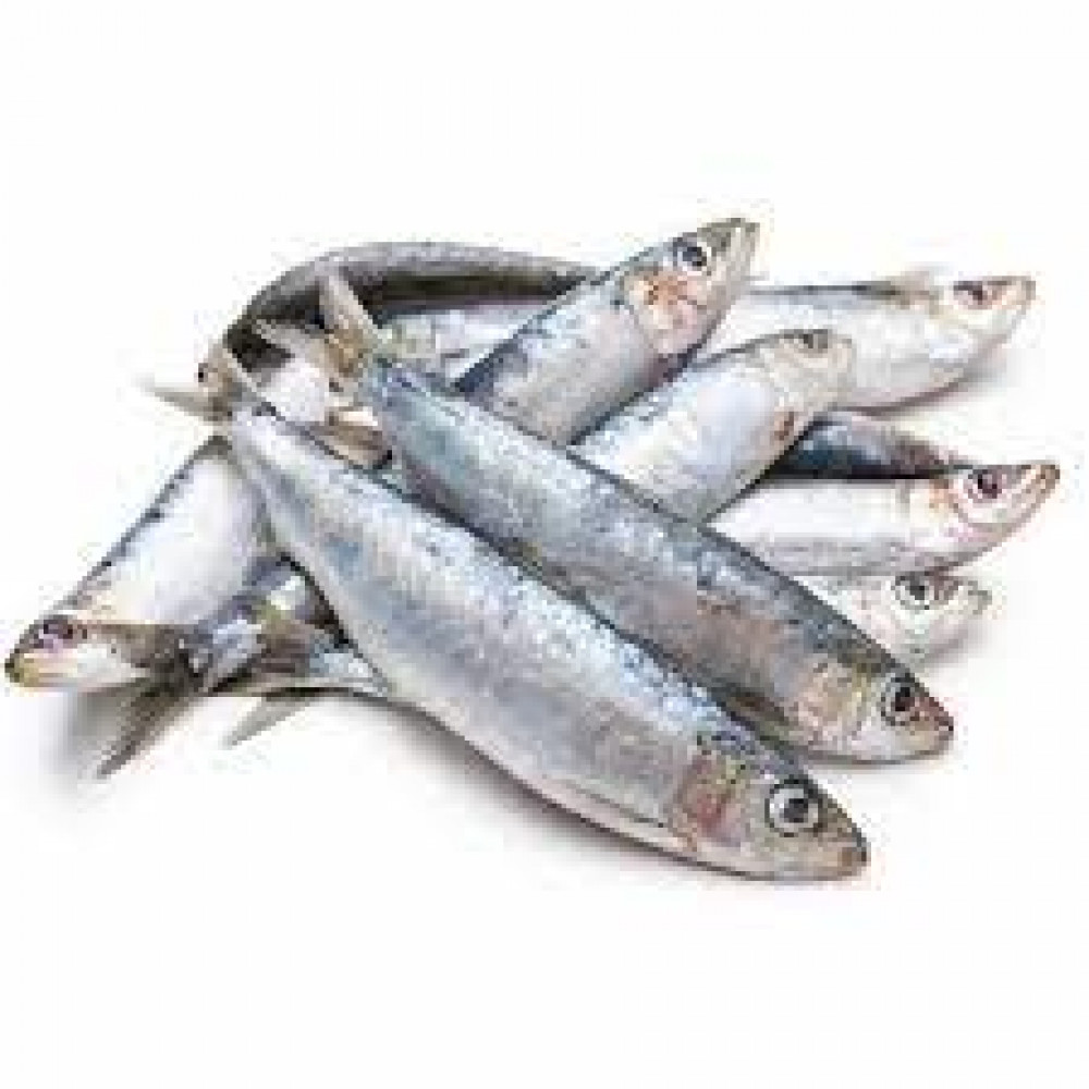 SARDINE FISH SMALL INDIA SARDINE FISH SMALL INDIA