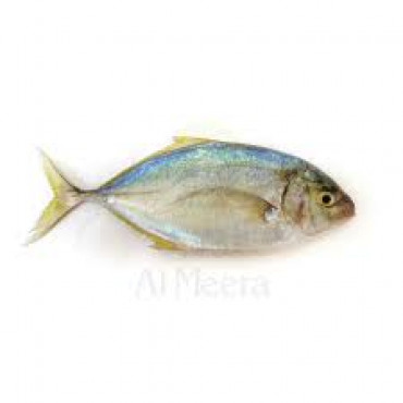 RABIB FISH MEDIUM KG