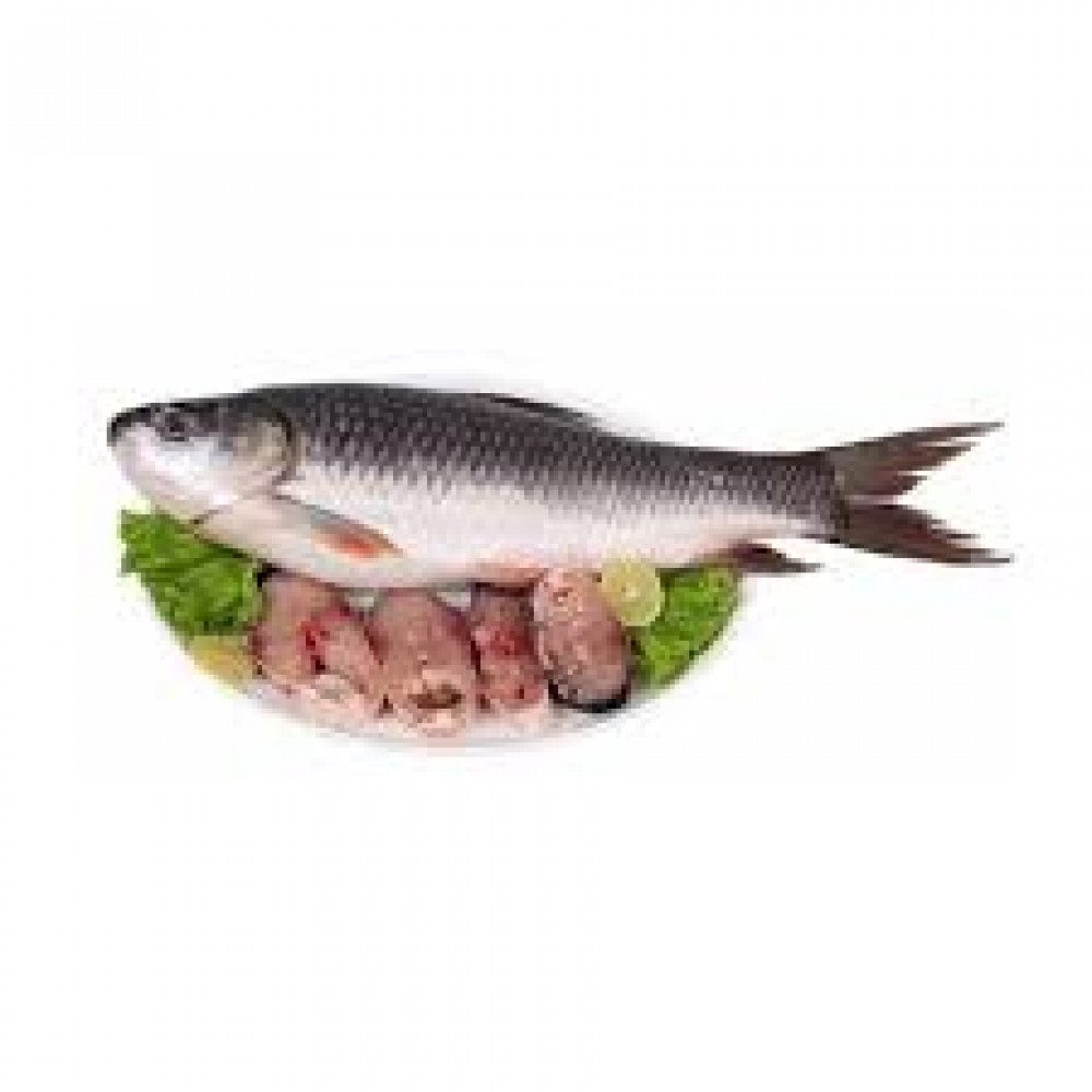 EGYPTIAN ROHU FISH (FRESH) EGYPTIAN ROHU FISH (FRESH)