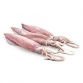 SQUID SMALL KUWAIT 1 KGS
